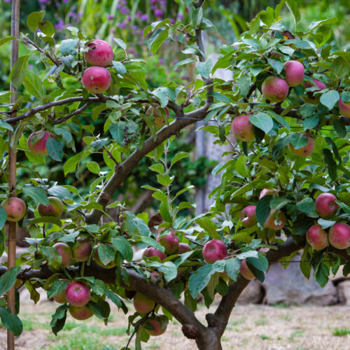 Apple tree